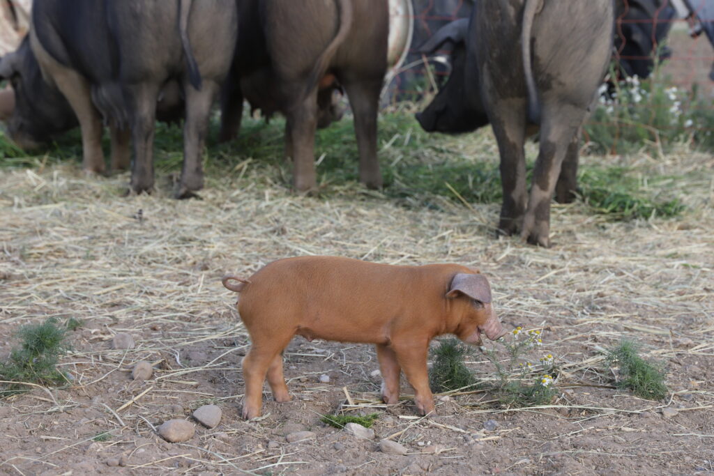 FARM LIFE