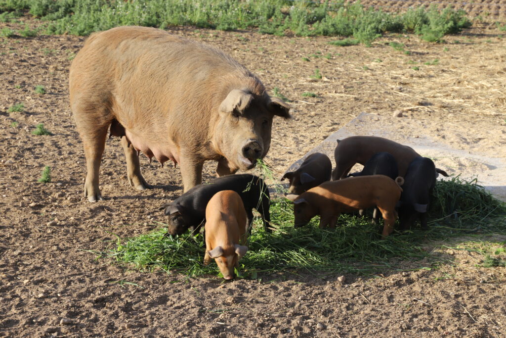 210612_Schweine-Shooting_Gömnitz_265_szim
