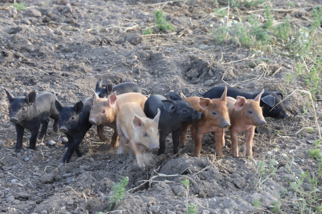 210612_Schweine-Shooting_Gömnitz_312_szim