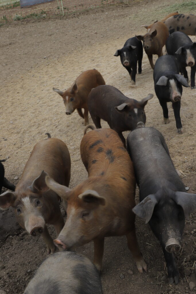 210613_Schweine-Shooting_Gömnitz476_szim