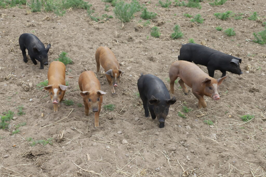 210613_Schweine-Shooting_Gömnitz494_szim