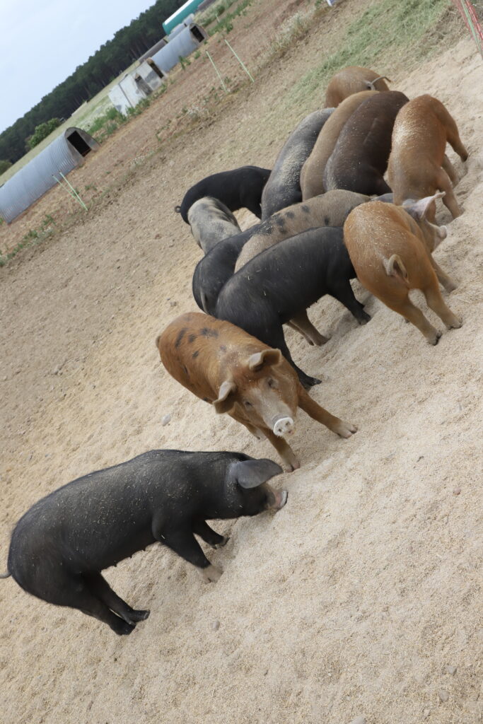 210613_Schweine-Shooting_Gömnitz500_szim