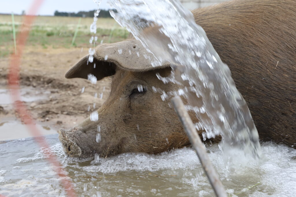 210613_Schweine-Shooting_Gömnitz616_szim