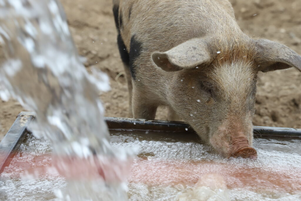 210613_Schweine-Shooting_Gömnitz636_szim