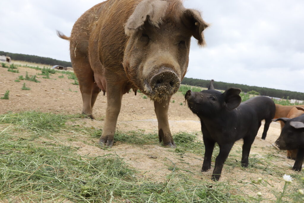 Schweine Shooting Gömnigk szim